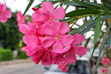 The beauty of pink oleander flowers