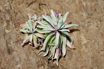 Pflanze an einer Felswand auf Madeira