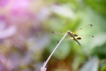 Dragonflies have black wings on the branches.