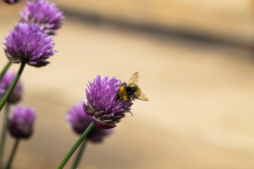 close up of a single Bumble Bee pollinating wild chive flowers