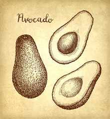 Fototapeta premium Ink sketch of avocado.