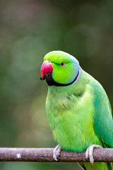 Green Alexandrine parakeet, living in Asian region