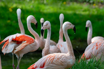 Pink framingo birds close up