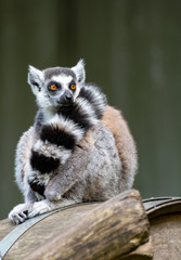 One Ring-tailed lemur, lemur catta, sitting on tree