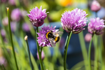close up of a single Bumble Bee pollinating wild chive flowers