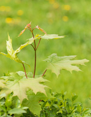 green young leaves as background