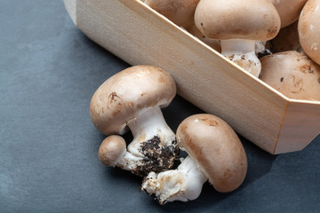 Fresh organic brown chestnut champignons from underground caves in Belgium
