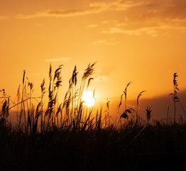 Fototapeta premium grass silhouettes at sunset