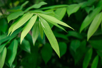 The close up of young fresh leaves from the plant that has slender green leaf