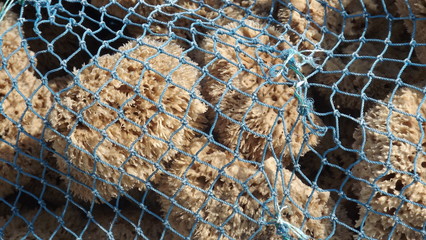 natural sponge in net