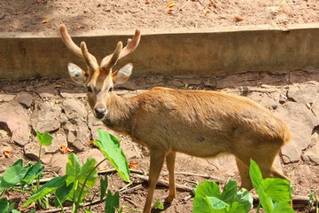 Some brown deer stare