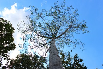 Big trees and blue skies
