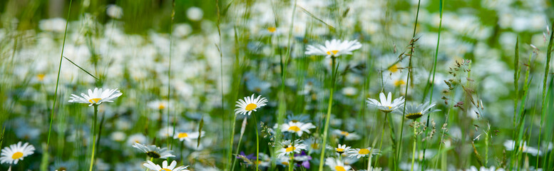 daisy flower in the garden - Leucanthemum vulgare
