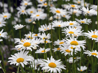 daisies in a spring park