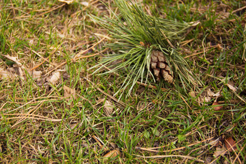 a twig with a cone fell from a tree on green grass