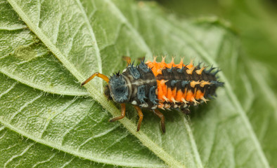 Ladybird larva on leaf