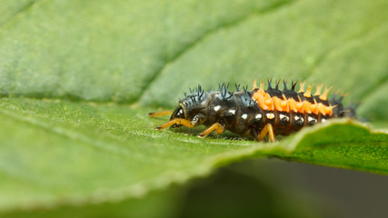 Hiding hunter - ladybird larva