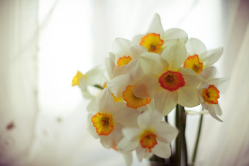 Beautiful bouquet of daffodils