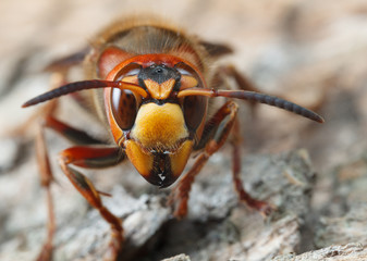 Hornet front view