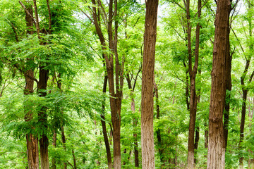 green broad leaved forest, Sophora japonica forest, a leafy shade image