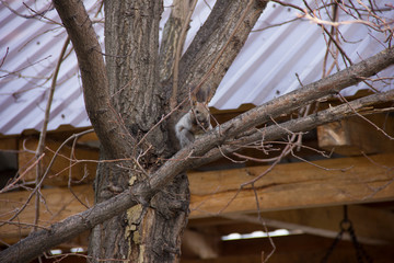 gray squirrel sitting on the branches of a tree without leaves