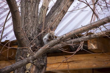 gray squirrel sitting on the branches of a tree without leaves