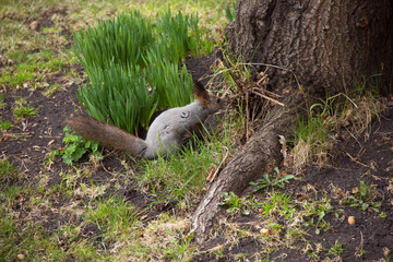 gray squirrel gathers and eats acorns. The rotation in nature. Animal feed