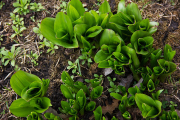 leaves of flowers make their way in spring. The beginning of the growth of flowers. Green leaves