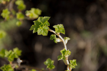 Fresh foliage on shrubs. The revival of nature in the spring.