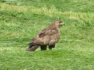 maeusebussard greifvogel auf der grünen wiese