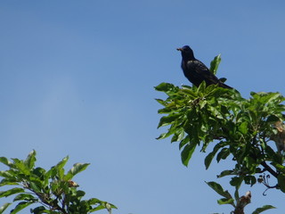 schwarzer vogel auf der grünen tanne