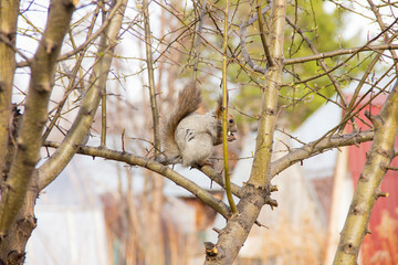 gray squirrel sitting on the branches of a tree without leaves