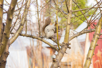 gray squirrel sitting on the branches of a tree without leaves