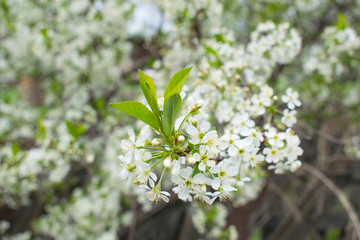 Cherry branch blooms with white flowers. Close-up