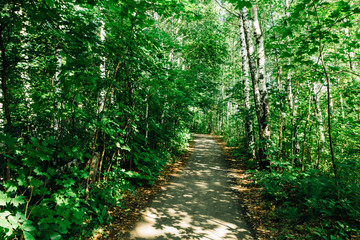 Obraz premium green trees in the forest in the sunlight
