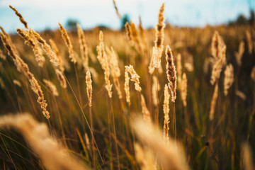 beautiful autumn field several spike close up
