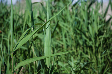 Reed thickets. Tall plants with long leaves