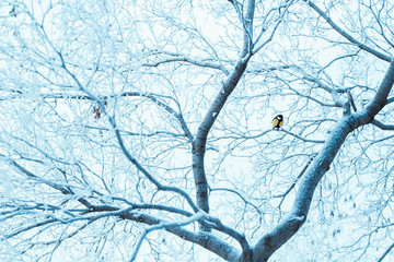 little tit sits on a tree branch in winter