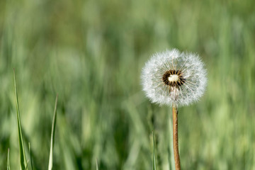 Dandelion standing still in green grass