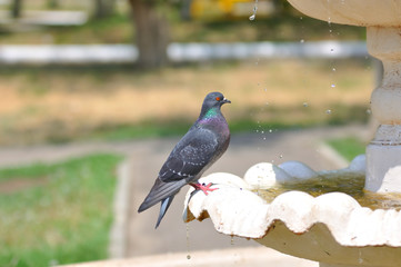 Dove and fountain