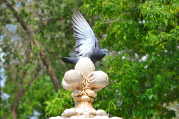 Dove and fountain