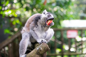 A grey ring tailed lemur with a piece of red fruit in its paws,  taking a bite of the fruit