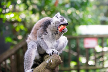 A grey ring tailed lemur with a piece of red fruit in its paws,  taking a bite of the fruit and looking at camera