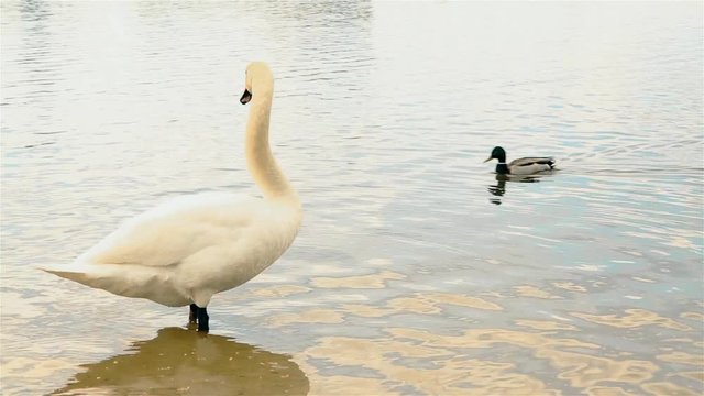 Beautiful white Swan floating in a pond outdoors in a city Park HD 1920x1080