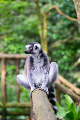 A grey ring tailed lemur sitting on a wooden railing a staring into space