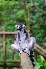 A grey ring tailed lemur sitting on a wooden railing and staring into space