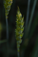 Close up of wheat ears