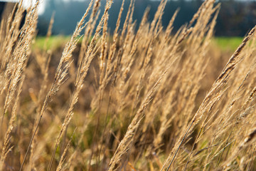 Fototapeta premium dry grass bents on blur background texture