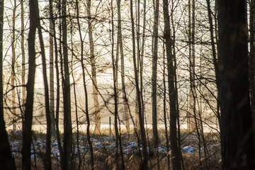 Fototapeta premium dry grass bents on blur background texture