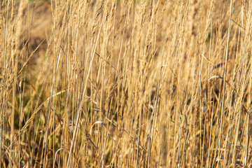dry grass bents on blur background texture